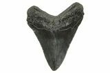 Serrated, Fossil Megalodon Tooth - South Carolina #375850-1